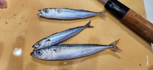 サバの釣果