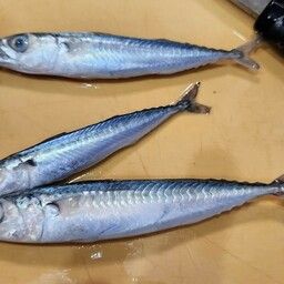 サバ
