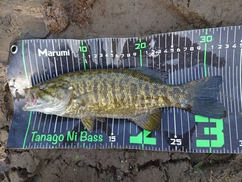 スモールマウスバスの釣果
