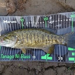 スモールマウスバス