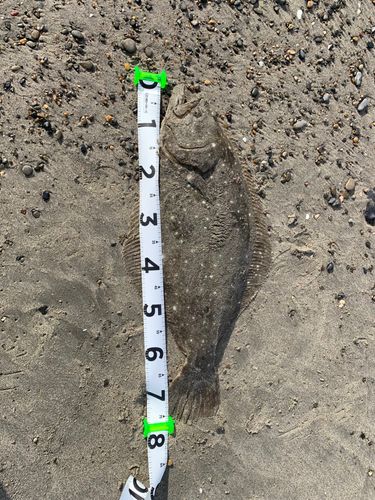 ヒラメの釣果