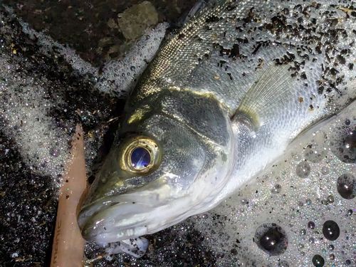セイゴ（ヒラスズキ）の釣果