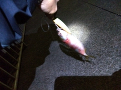 コノシロの釣果