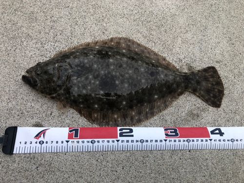ヒラメの釣果