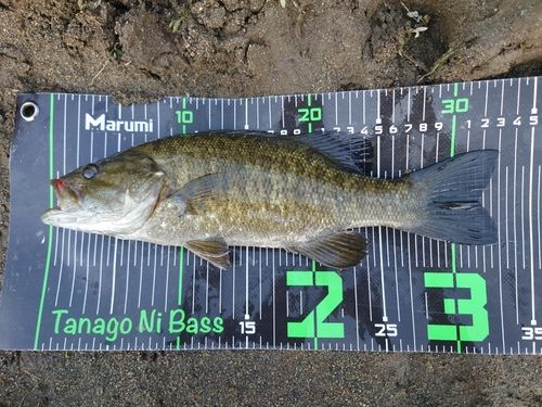 スモールマウスバスの釣果
