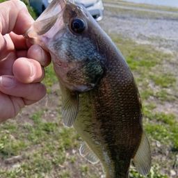 ラージマウスバス