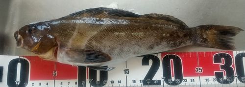 アイナメの釣果