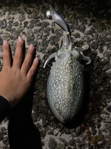 シリヤケイカの釣果