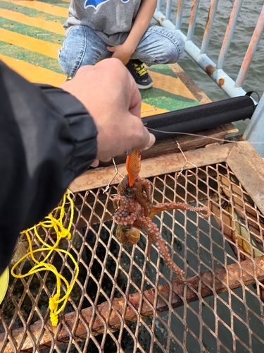 タコの釣果