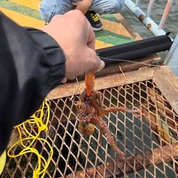 タコ