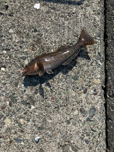 アイナメの釣果