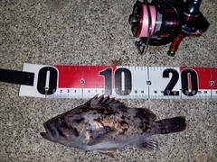 クロソイの釣果