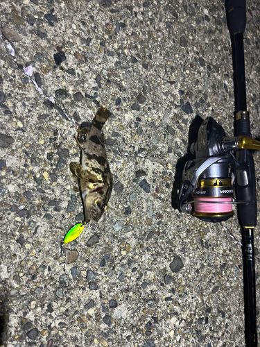 タケノコメバルの釣果