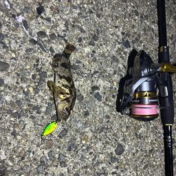 タケノコメバル