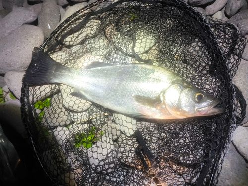 ヒラスズキの釣果