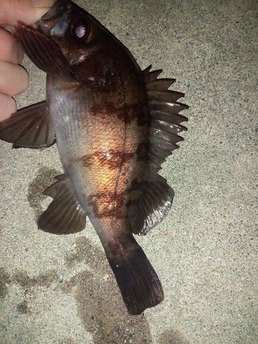 メバルの釣果