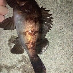 メバル
