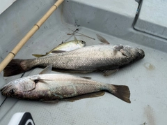 ニベの釣果