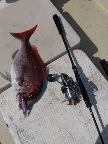 マダイの釣果
