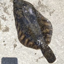 クロガシラガレイ