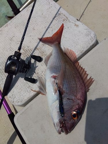 マダイの釣果