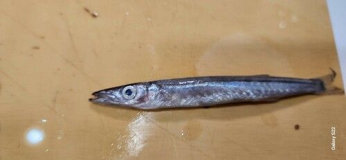 カマスの釣果