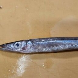 カマス