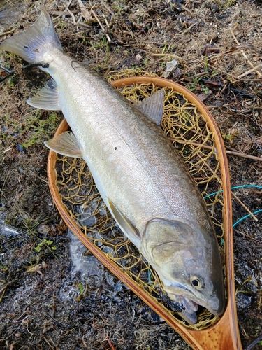 アメマスの釣果
