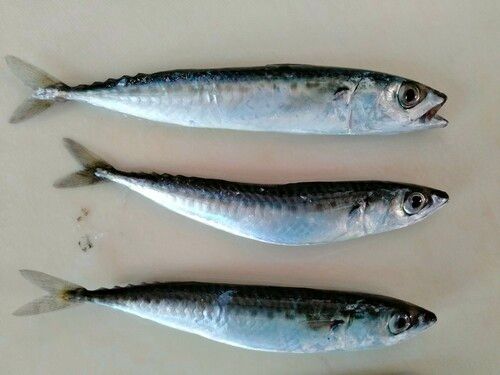 サバの釣果