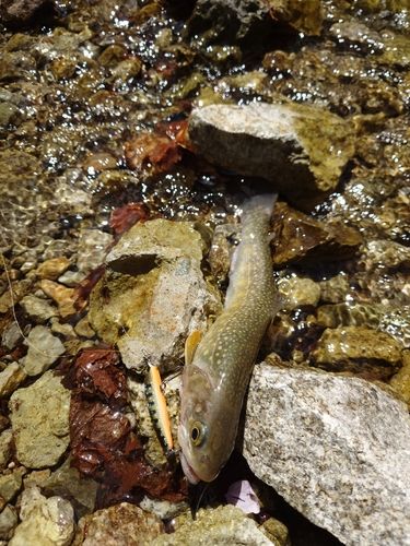 イワナの釣果