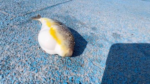 クサフグの釣果