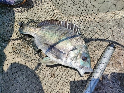 チヌの釣果