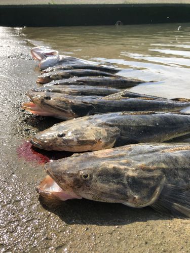 マゴチの釣果