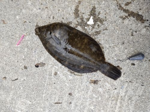 クロガシラガレイの釣果