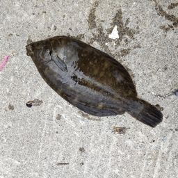 クロガシラガレイ