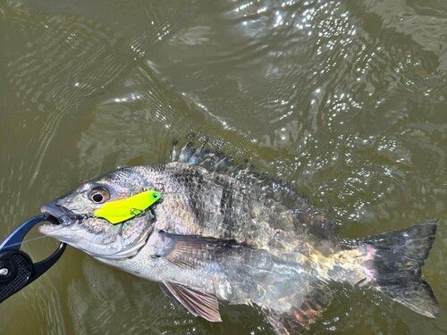 チヌの釣果