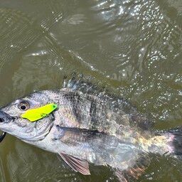 チヌ