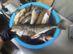 ホッケの釣果