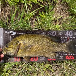 スモールマウスバス