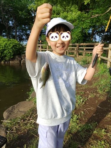 ブルーギルの釣果