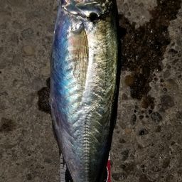 アジ