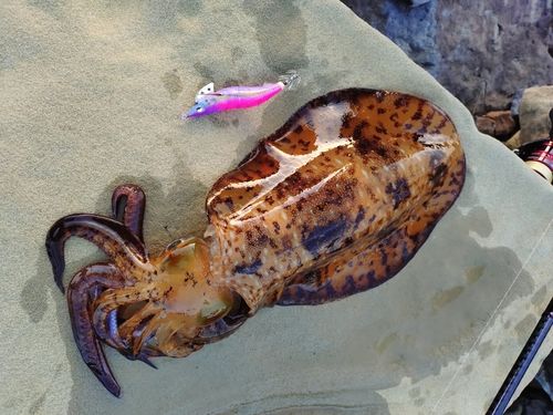 アオリイカの釣果