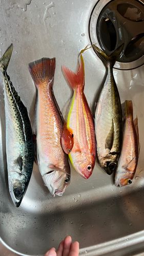 アマダイの釣果