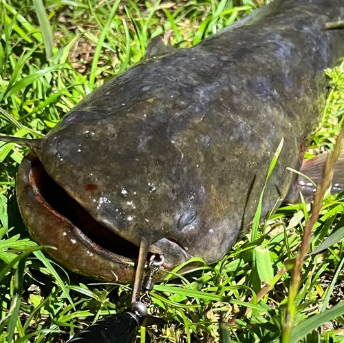 ナマズの釣果