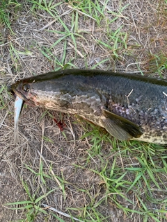 ライギョの釣果