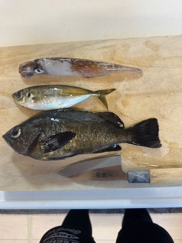 ヤリイカの釣果