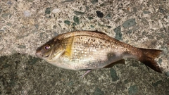 ウミタナゴの釣果