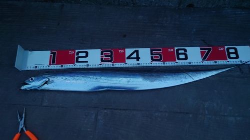 タチウオの釣果