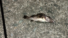 クロソイの釣果