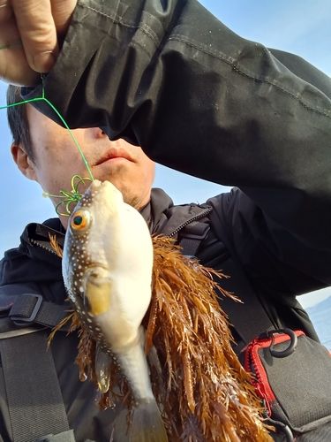 フグの釣果